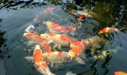 锦鲤生小鱼过程视频,见证小鱼诞生全过程